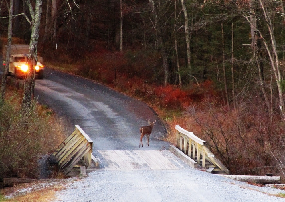 Deer Xing