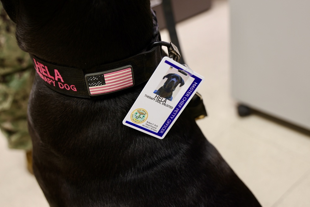 Therapy dog helps heal minds and hearts at Naval Hospital Twentynine Palms