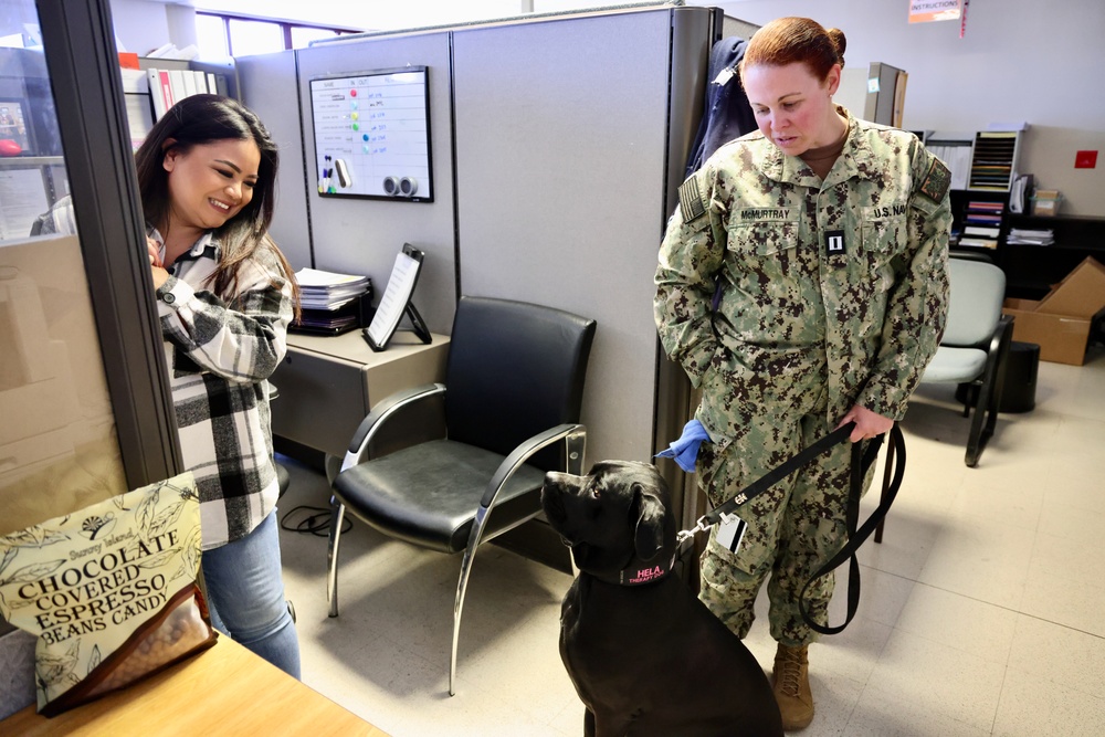 Therapy dog helps heal minds and hearts at Naval Hospital Twentynine Palms