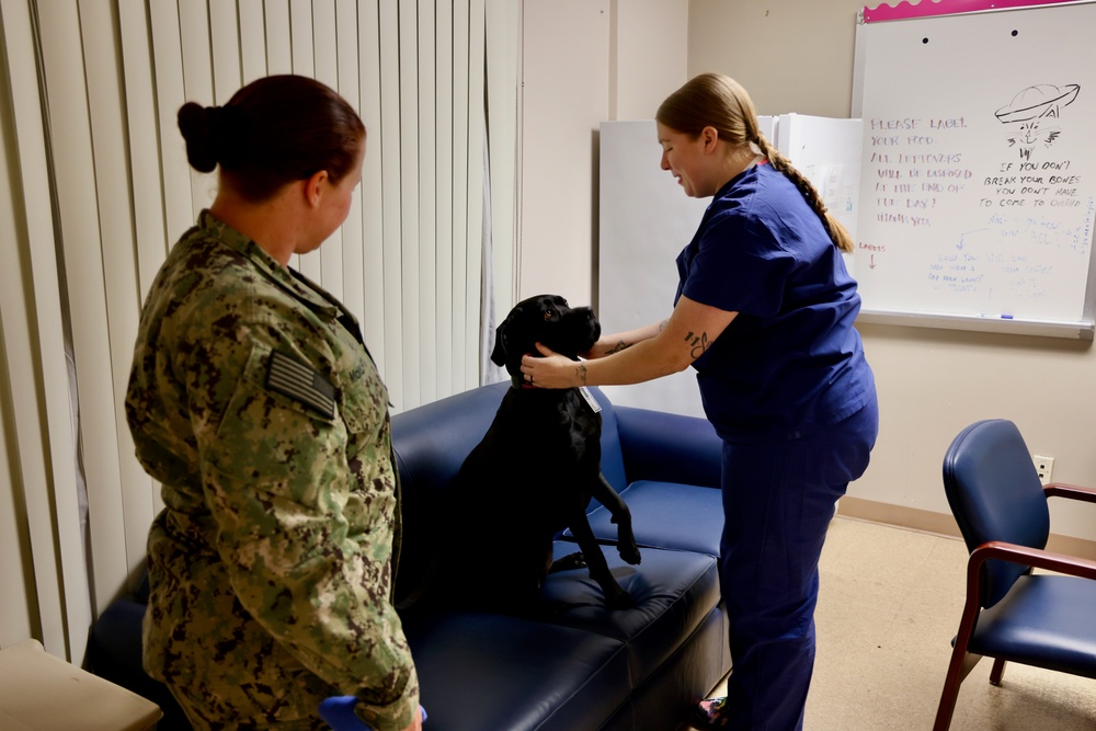 Therapy dog helps heal minds and hearts at Naval Hospital Twentynine Palms