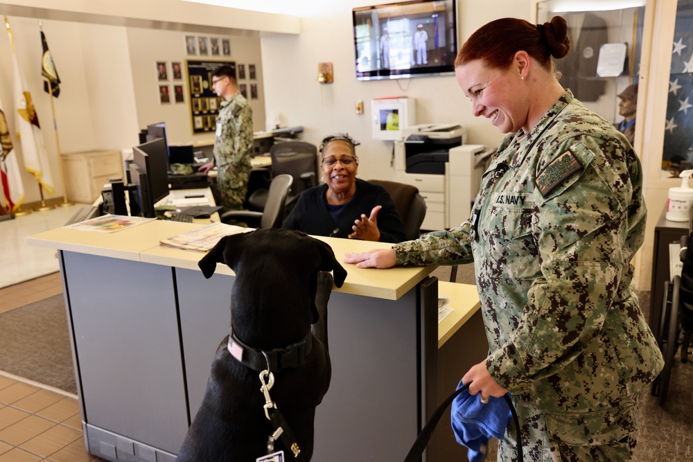 Therapy dog helps heal minds and hearts at Naval Hospital Twentynine Palms