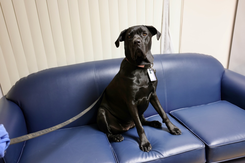 Therapy dog helps heal minds and hearts at Naval Hospital Twentynine Palms