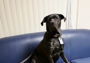 Therapy dog helps heal minds and hearts at Naval Hospital Twentynine Palms