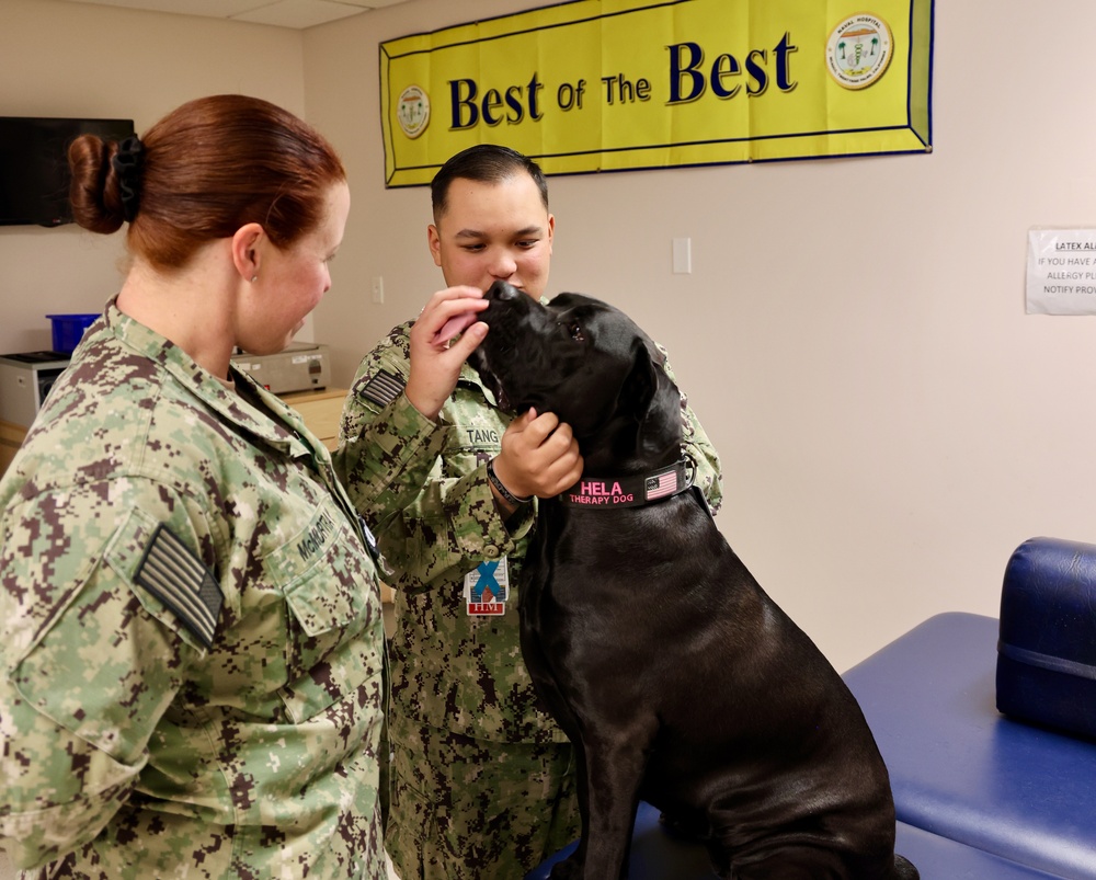 Therapy dog helps heal minds and hearts at Naval Hospital Twentynine Palms