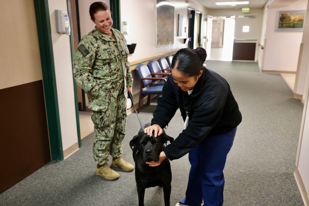 Therapy dog helps heal minds and hearts at Naval Hospital Twentynine Palms