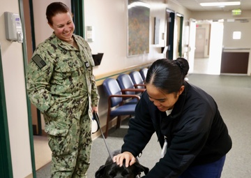 Therapy dog helps heal minds and hearts at Naval Hospital Twentynine Palms