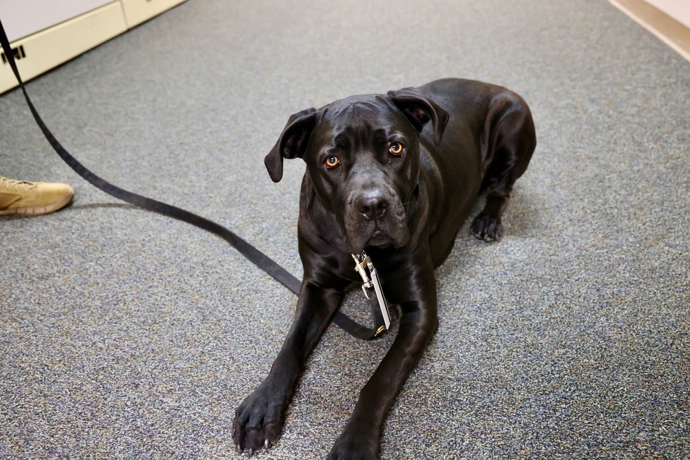 Therapy dog helps heal minds and hearts at Naval Hospital Twentynine Palms