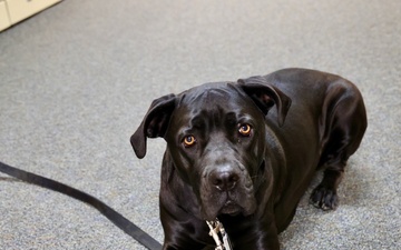 Therapy dog helps heal minds and hearts at Naval Hospital Twentynine Palms