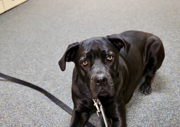 Therapy dog helps heal minds and hearts at Naval Hospital Twentynine Palms