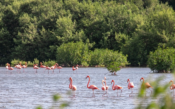 NC1 Clarke Reenlists at Flamingo Cay