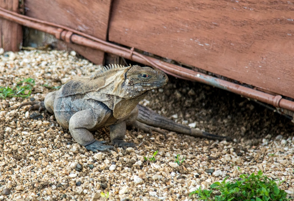 Iguana Stands Guard