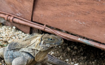 Iguana Stands Guard