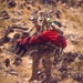 Arizona National Guard Soldiers Conduct Hoist Operations Training with MCSO