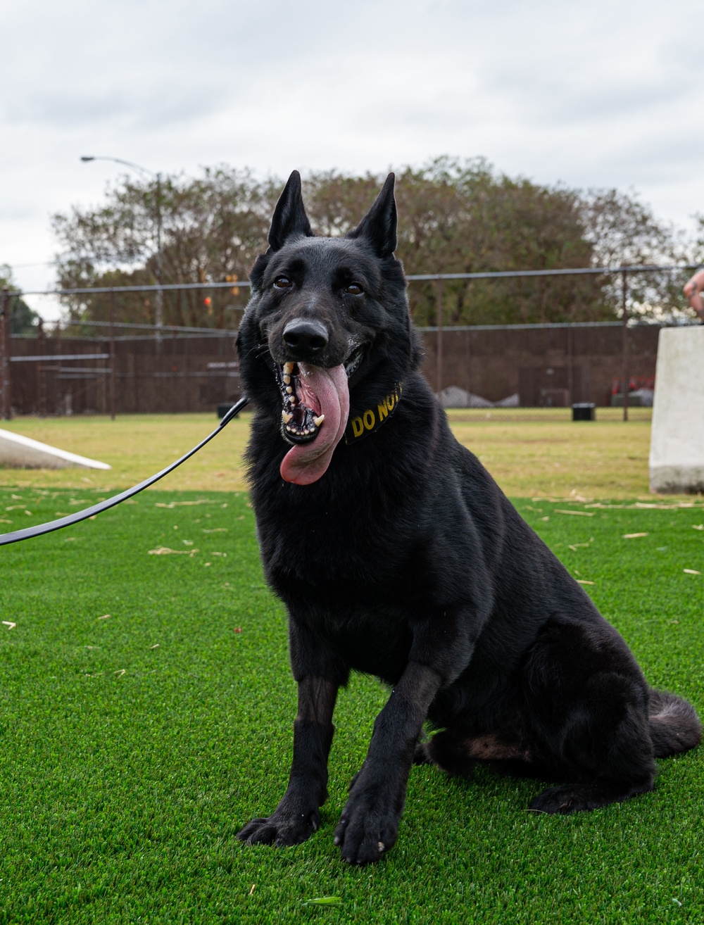 Military working dogs