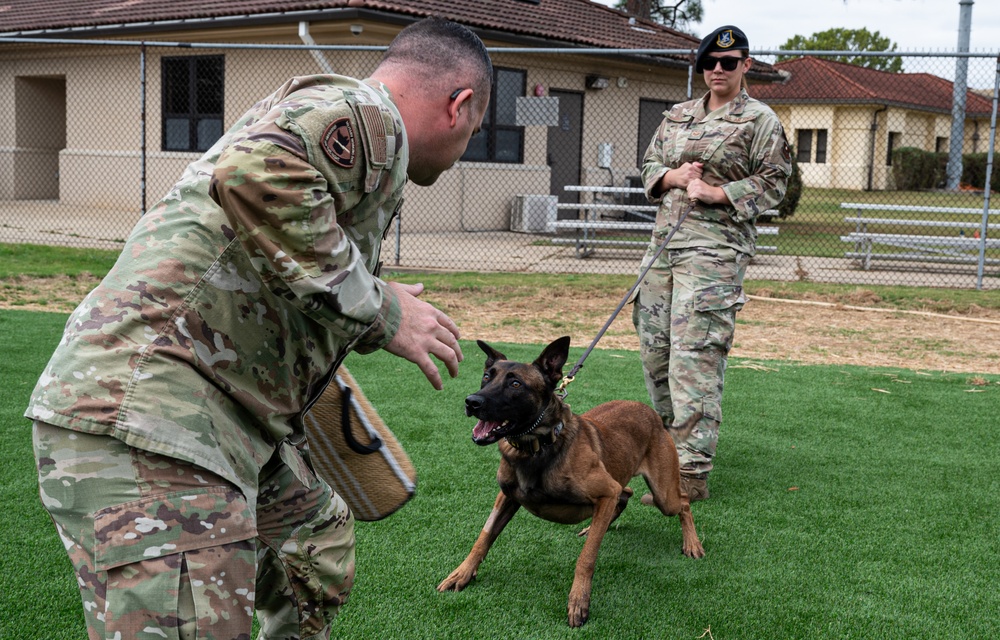 Military working dogs