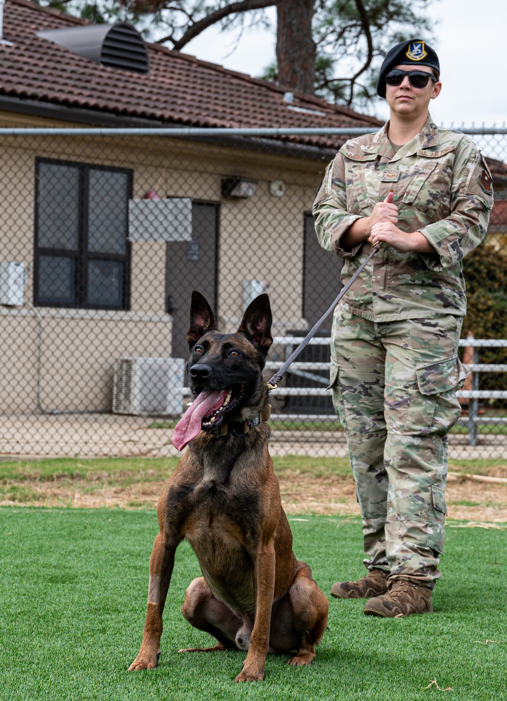 Military working dogs