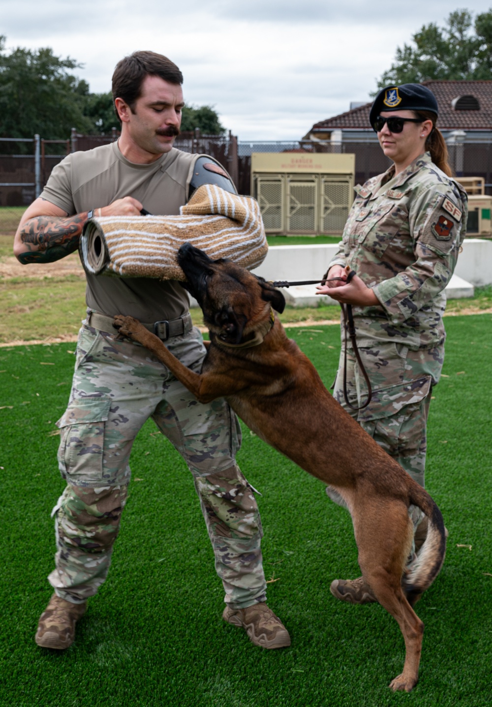 Military working dogs