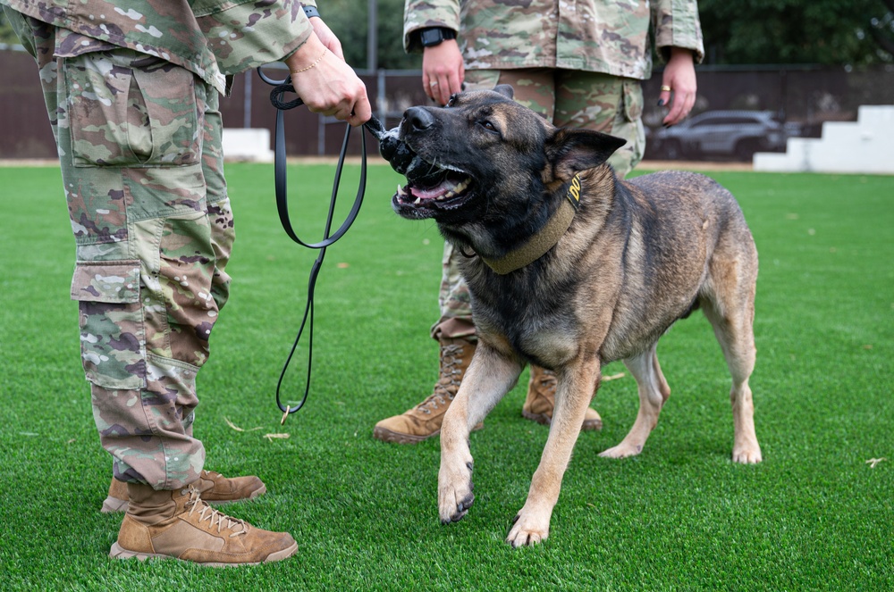 Military working dogs