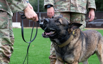 Military working dogs