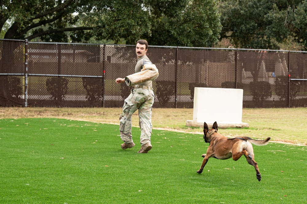 Military Working Dogs