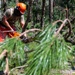 116th Civil Engineer Squadron provides relief after Hurricane Helene