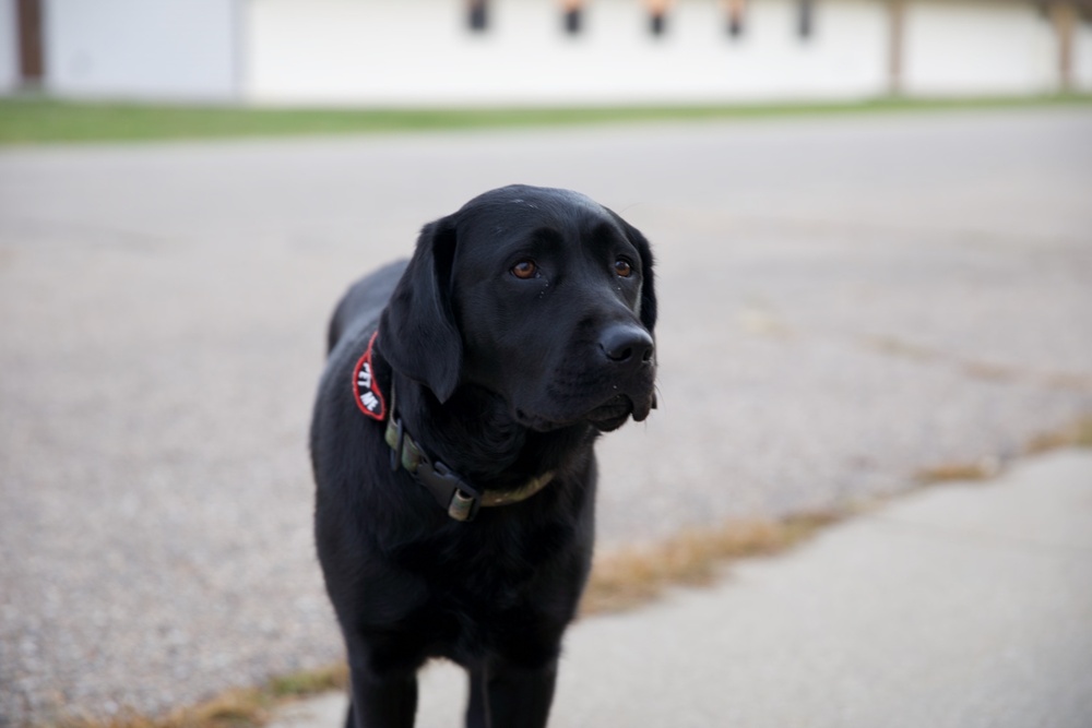 Michigan Army National Guard Introduces Unit Ministry Dog to Aid Soldier Resiliency