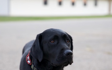 Michigan Army National Guard Introduces Unit Ministry Dog to Aid Soldier Resiliency