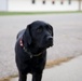 Michigan Army National Guard Introduces Unit Ministry Dog to Aid Soldier Resiliency