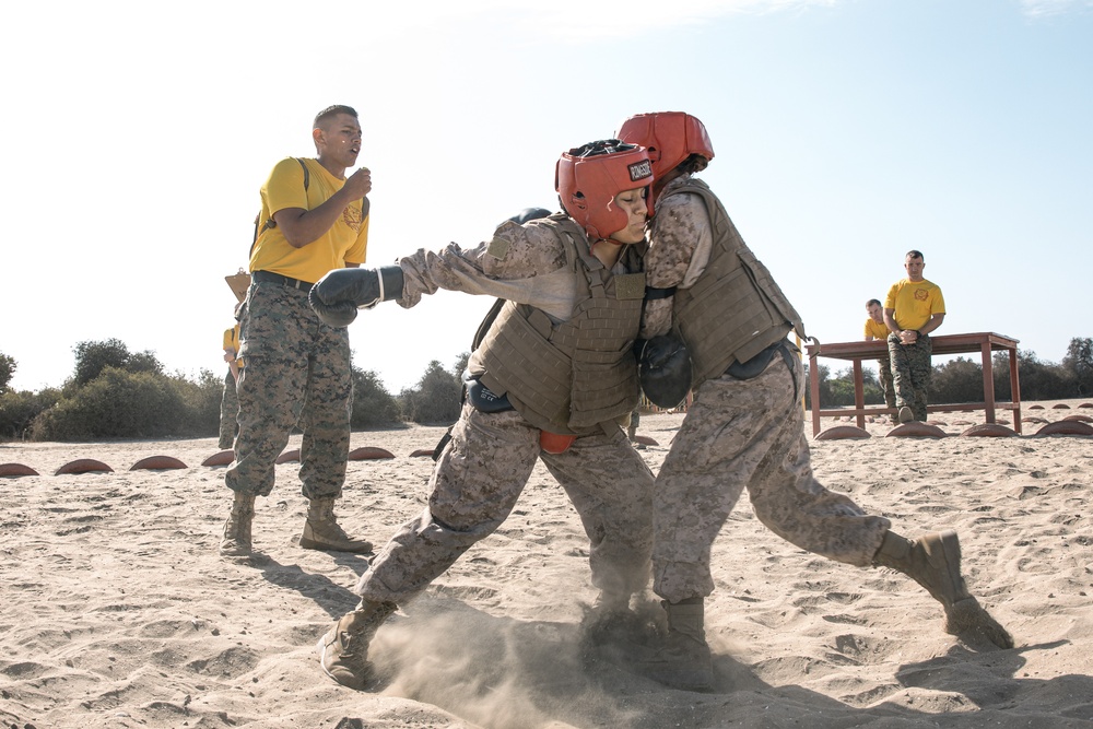 Fox Company Body Sparring