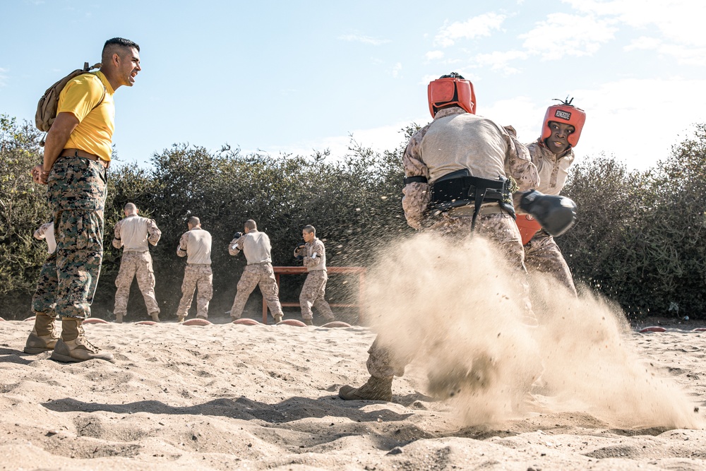 Fox Company Body Sparring