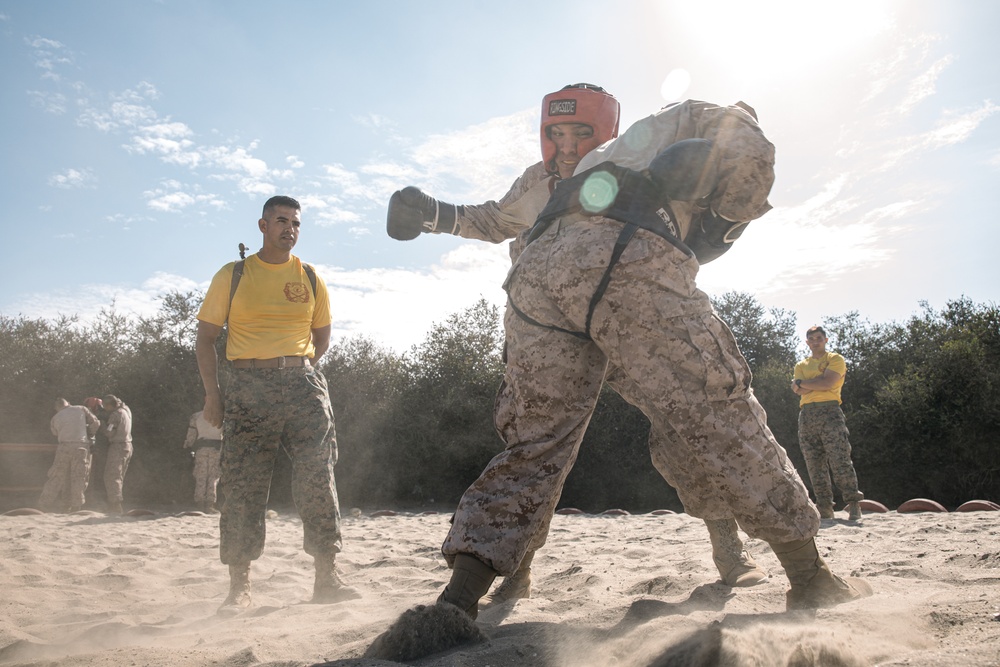 Fox Company Body Sparring