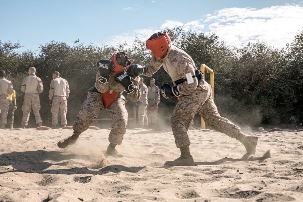 Fox Company Body Sparring