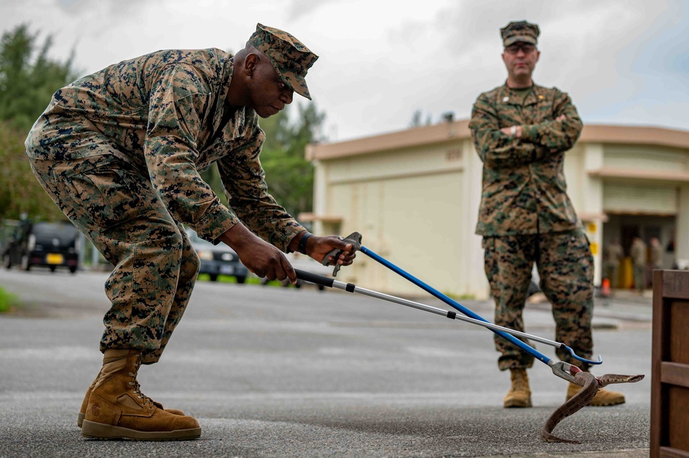 18th CES Airmen and 3DMEDBN Sailors handle Okinawan snakes