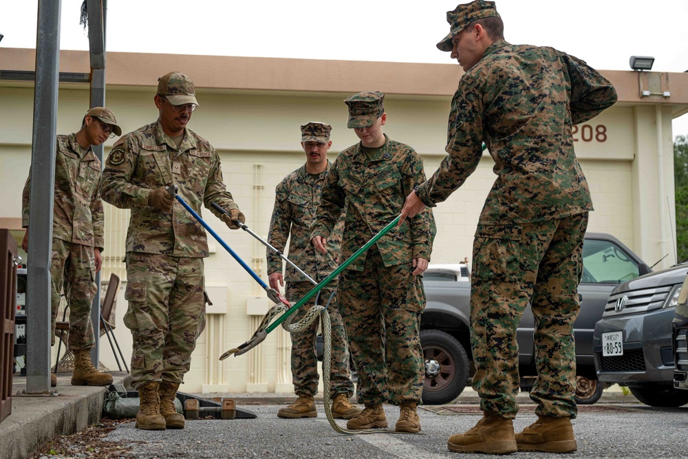 18th CES Airmen and 3DMEDBN Sailors handle Okinawan snakes