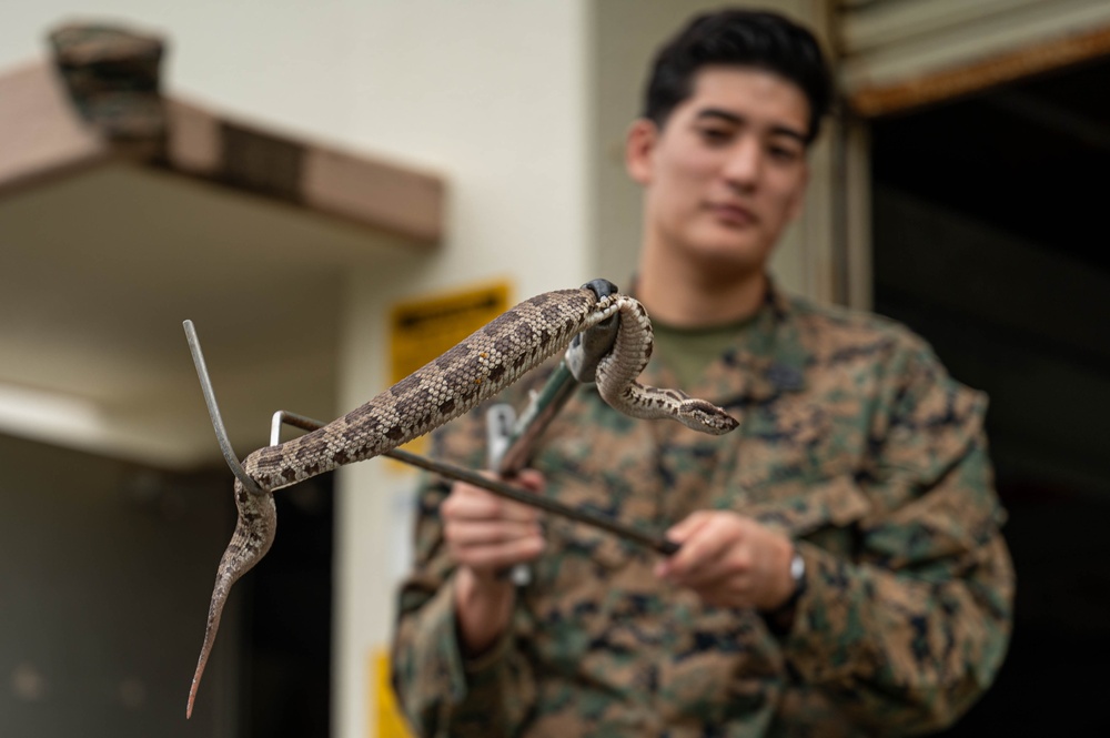 18th CES Airmen and 3DMEDBN Sailors handle Okinawan snakes