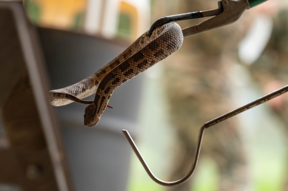 18th CES Airmen and 3DMEDBN Sailors handle Okinawan snakes