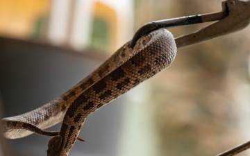 18th CES Airmen and 3DMEDBN Sailors handle Okinawan snakes