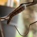 18th CES Airmen and 3DMEDBN Sailors handle Okinawan snakes