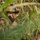 3d LCT conducts platoon attacks at MCTAB 3d LCT conducts platoon attacks at MCTAB