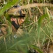 3d LCT conducts platoon attacks at MCTAB