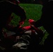 Shika-X 24: 3rd Dental Battalion Conducts Evening Mass Casualty Simulation