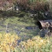 Corps of Engineers partners with the city of Minot for water improvement