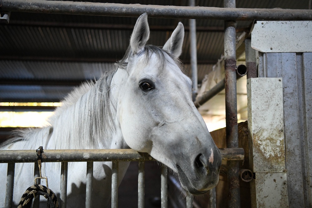 Volunteer Day at Grace Stables Korea