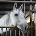 Volunteer Day at Grace Stables Korea