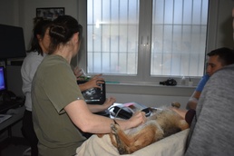 Two veterinarians from Public Health Command Europe conducting an ultrasound exam