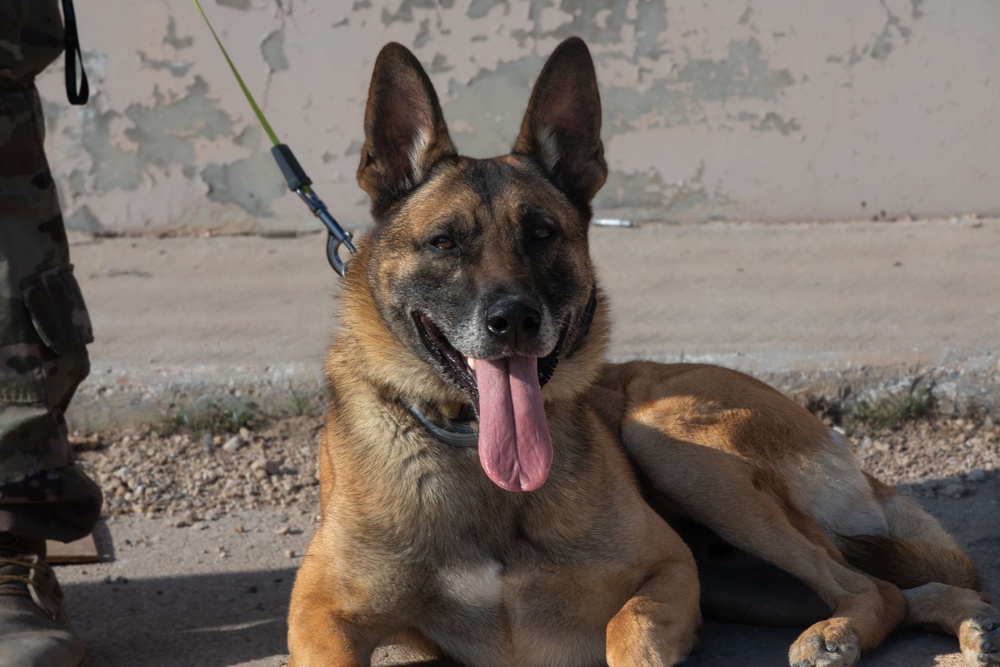 U.S. Army Soldiers and K-9 Team Enhance Security with Joint Training Exercise