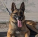 U.S. Army Soldiers and K-9 Team Enhance Security with Joint Training Exercise