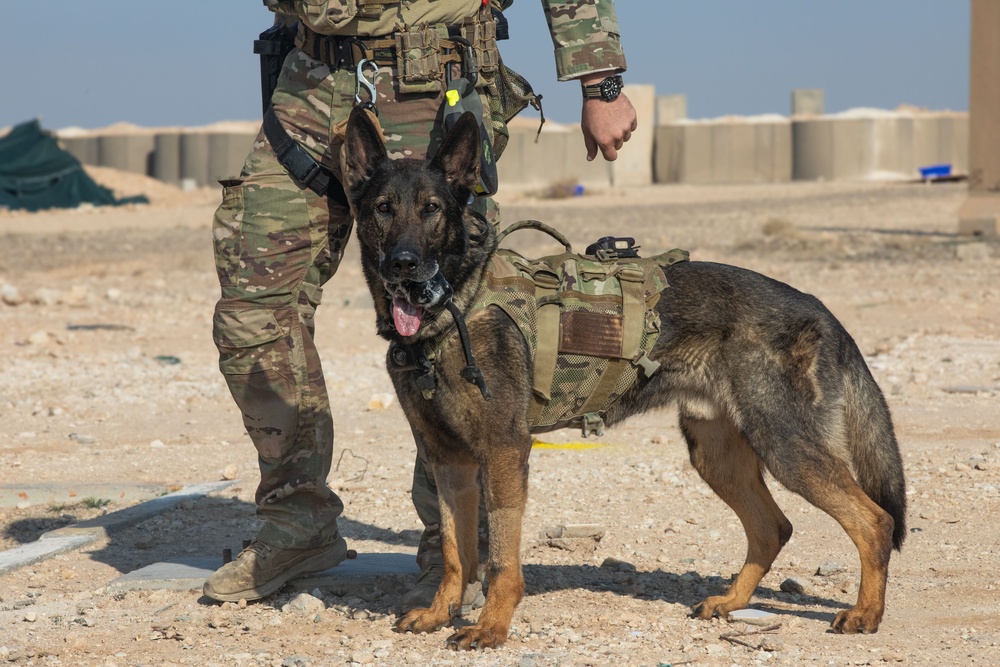 U.S. Army Soldiers and K-9 Team Enhance Security with Joint Training Exercise