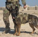 U.S. Army Soldiers and K-9 Team Enhance Security with Joint Training Exercise