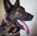 U.S. Army Soldiers and K-9 Team Enhance Security with Joint Training Exercise